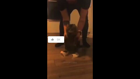Funny cat video🤣🤣
