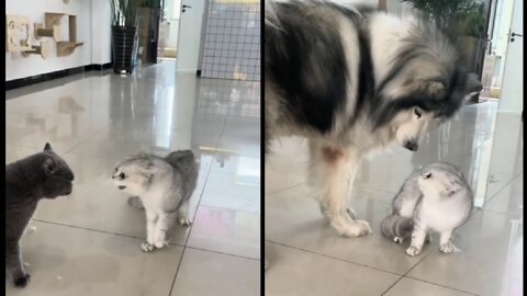 My cat went to scare the dog, there his father came and scared me