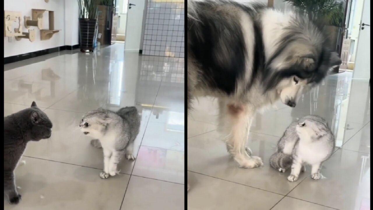 My cat went to scare the dog, there his father came and scared me