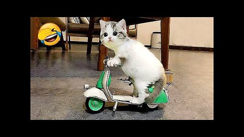Funny Cats and Dogs 🐱🐶