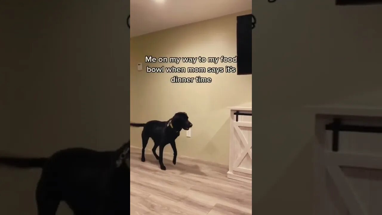 Funny dogs Reaction dancing 😂