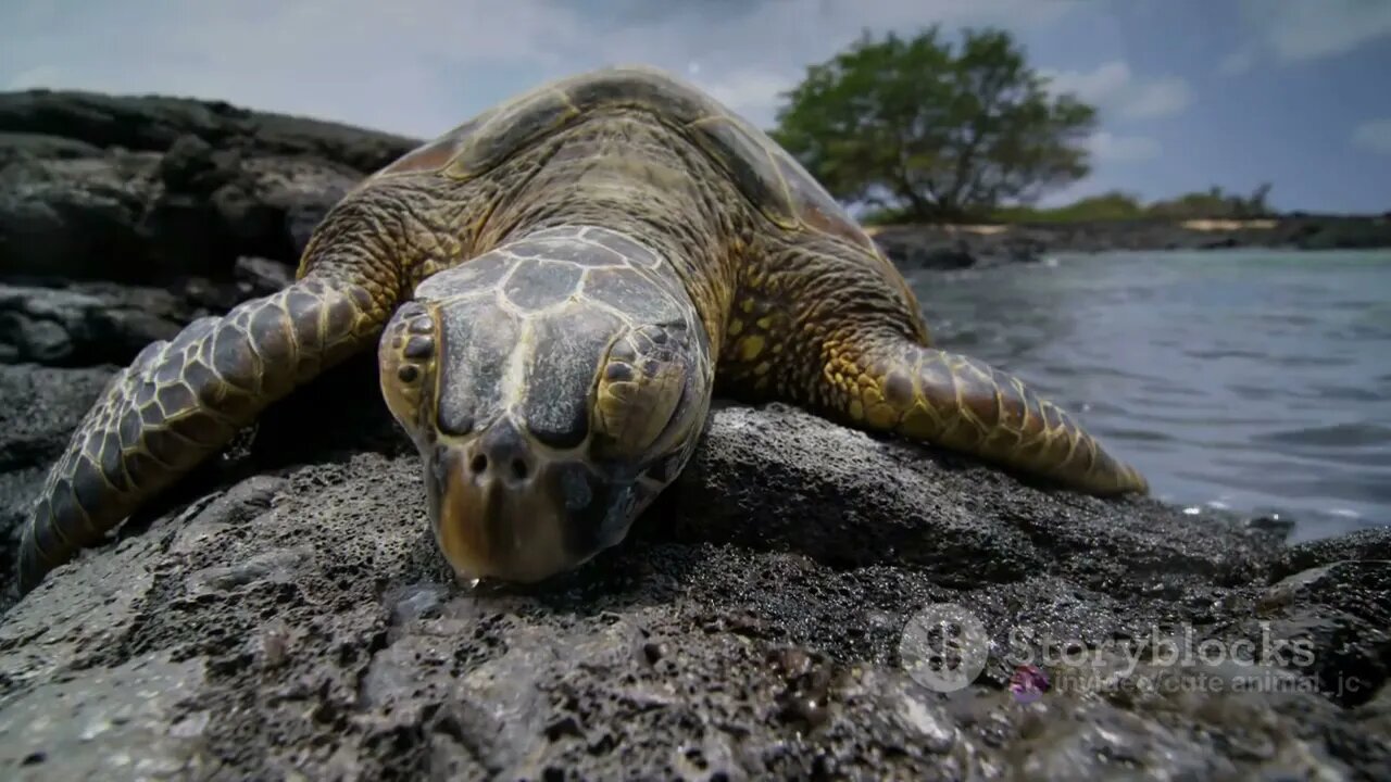 Oceanic Nomads: The Fascinating Lives of Sea Turtles