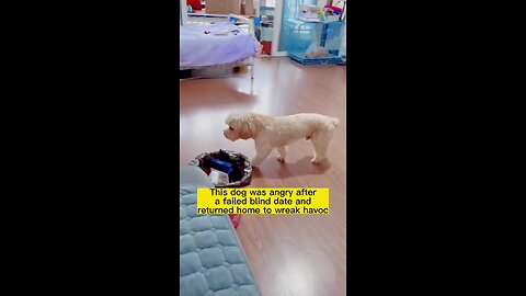 This dog is so funny#dogsoftiktok #dog #funny #cute #pet #foryou #fyp