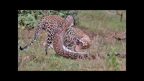 Python attacked leopard