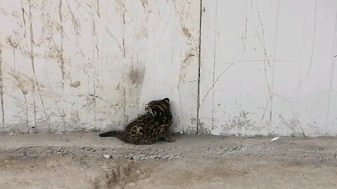 #leopard