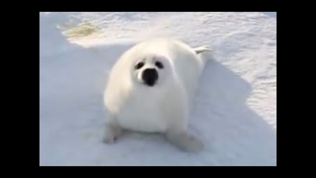 Kid Video | Animal For Kids | Seal For Kids | Lovely Seal For Children