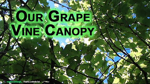 Our Grape Vine Canopy on Our Patio Garden: Show and Tell [ASMR]