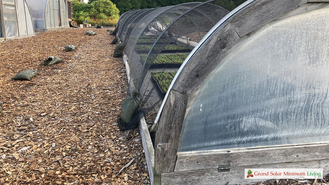 Summer Seedling Tunnel