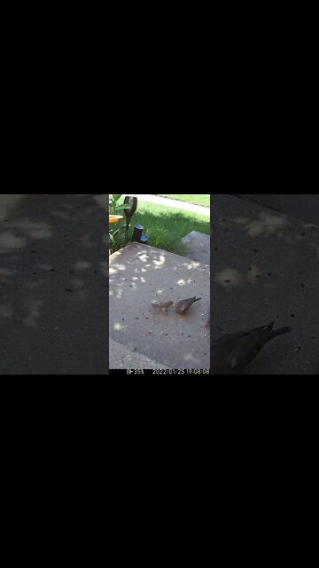 Dove And Sparrow Fight #Shorts 🌻