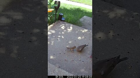 Dove And Sparrow Fight #Shorts 🌻