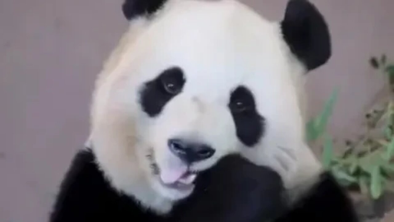 Panda eating bamboo