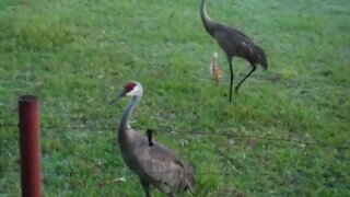 Sandhill Cranes brought their baby over