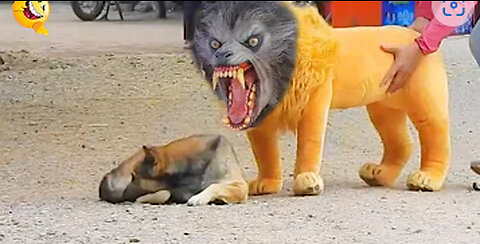 Troll Prank Dog Funny & fake Lion and Fake Tiger Prank To dog & Huge Box Prank to dog