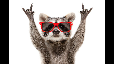 Funny Animal videos