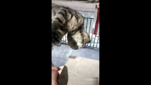 Funny and amazing cats-Cute cats video #4