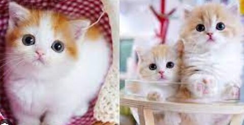 So many cute kittens videos compilation