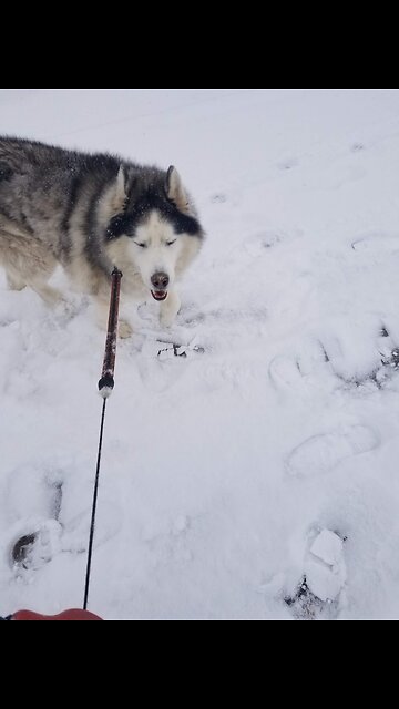 Snow day get your humans out to play