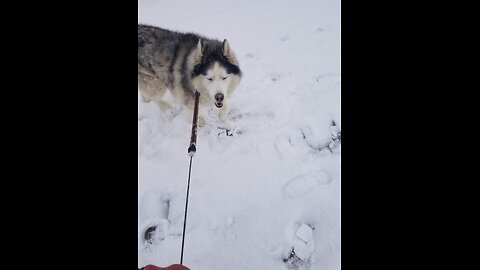 Snow day get your humans out to play