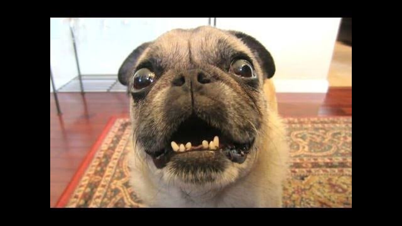 TOP 10 dog barking videos compilation 2023• : Dog barking sound - Funny dogs