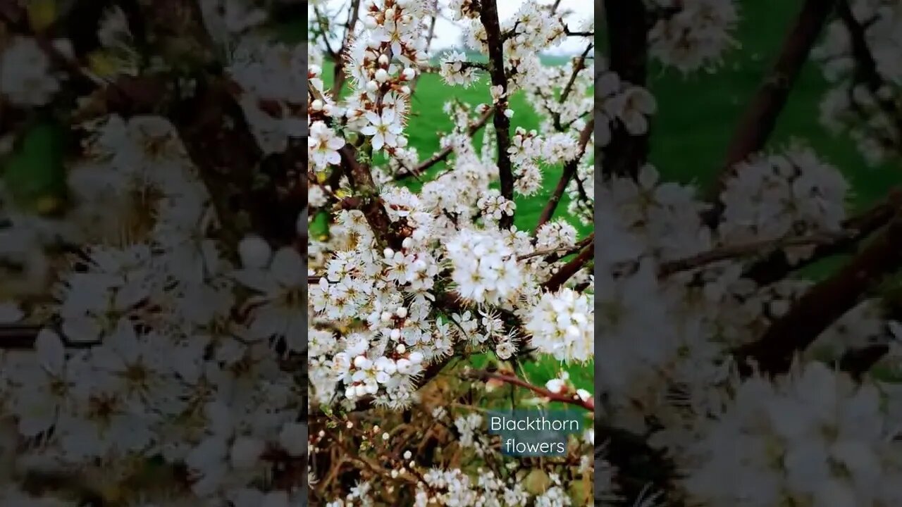 Beautiful blackthorn flowers