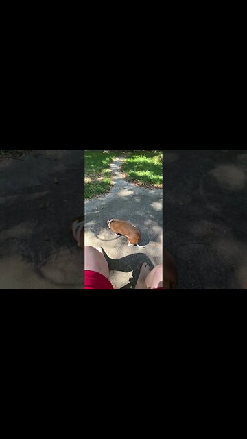 Good morning from my dog Monkey