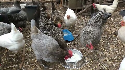 Clam Chowder Eatin' Chickens.