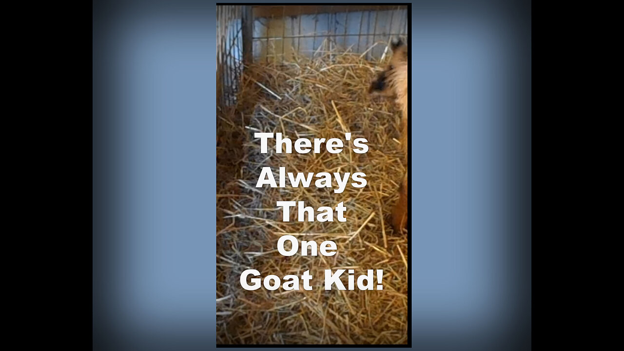 There’s Always That One Kid Goat!