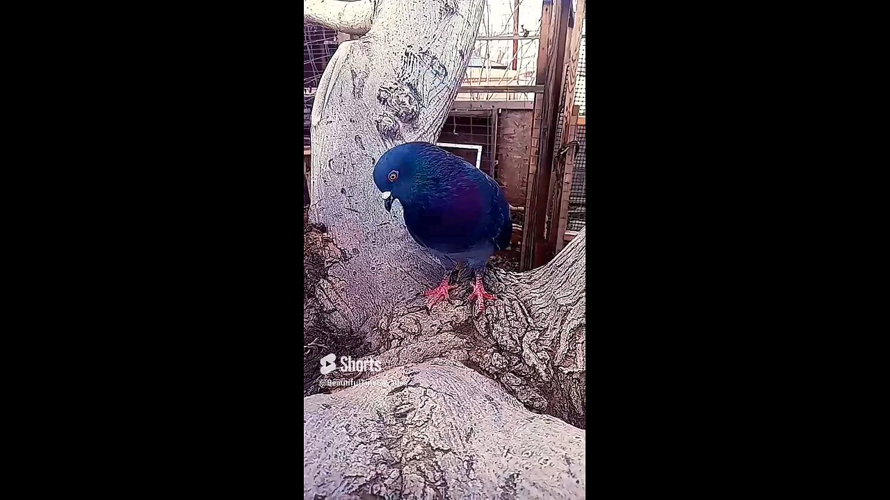 "Rocky My Pigeon Dancing On The Mullberry Tree๐๐๏ธ๐๐ซ๐ถ๐ผ๐บCome See
