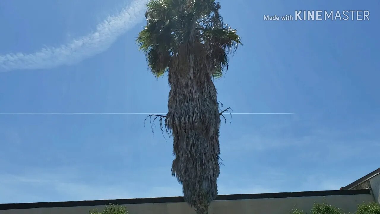 1 plane 3 laps.Bizarre Geoengineering tactic SD,CA August 16 2019