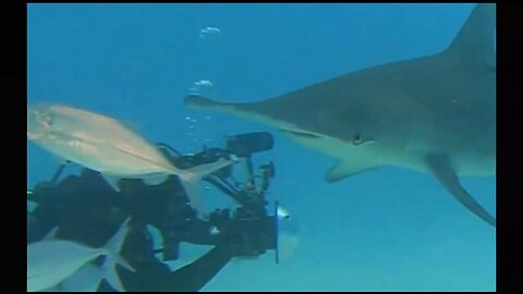 Hammerhead Shark pass