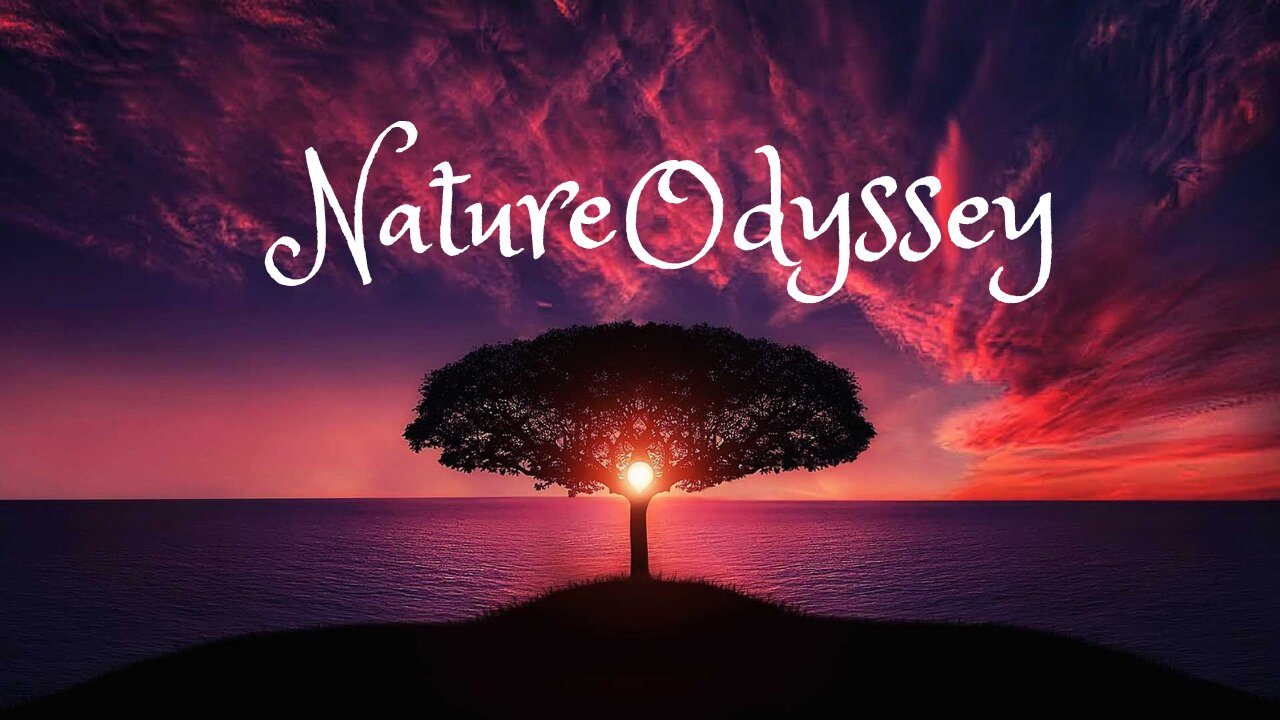 🌿In the Heart of the Wilderness: 🌿🏞️ A Nature Odyssey