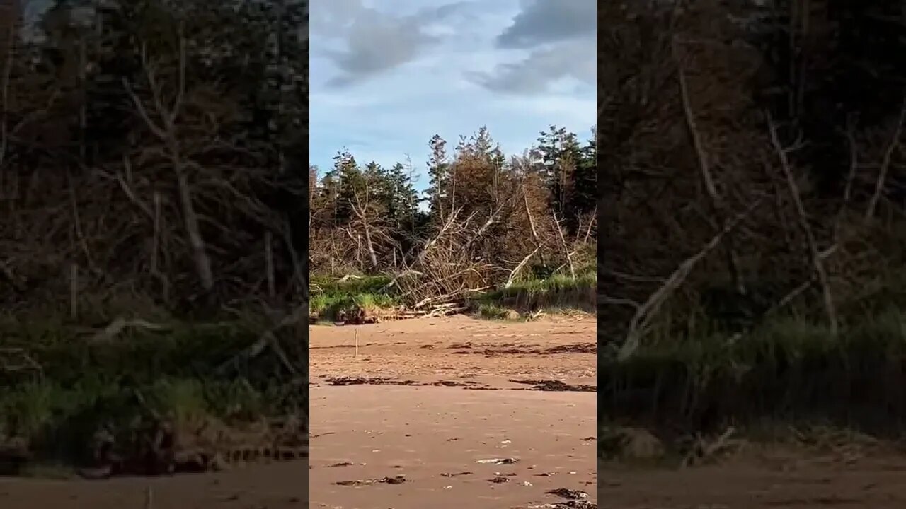 Erosion has killed these trees