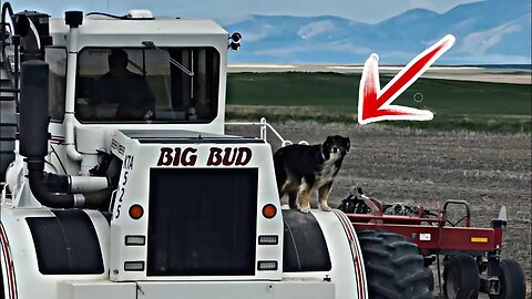 Last Of The Acres! Final Push To The Finish Line! Farm Dog Approves!