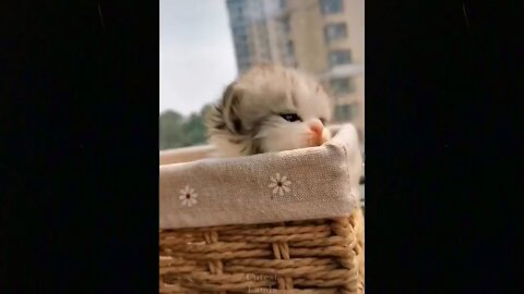 Cute TikTok Pets to Cure All Your Sadness ♥ Cutest Pets
