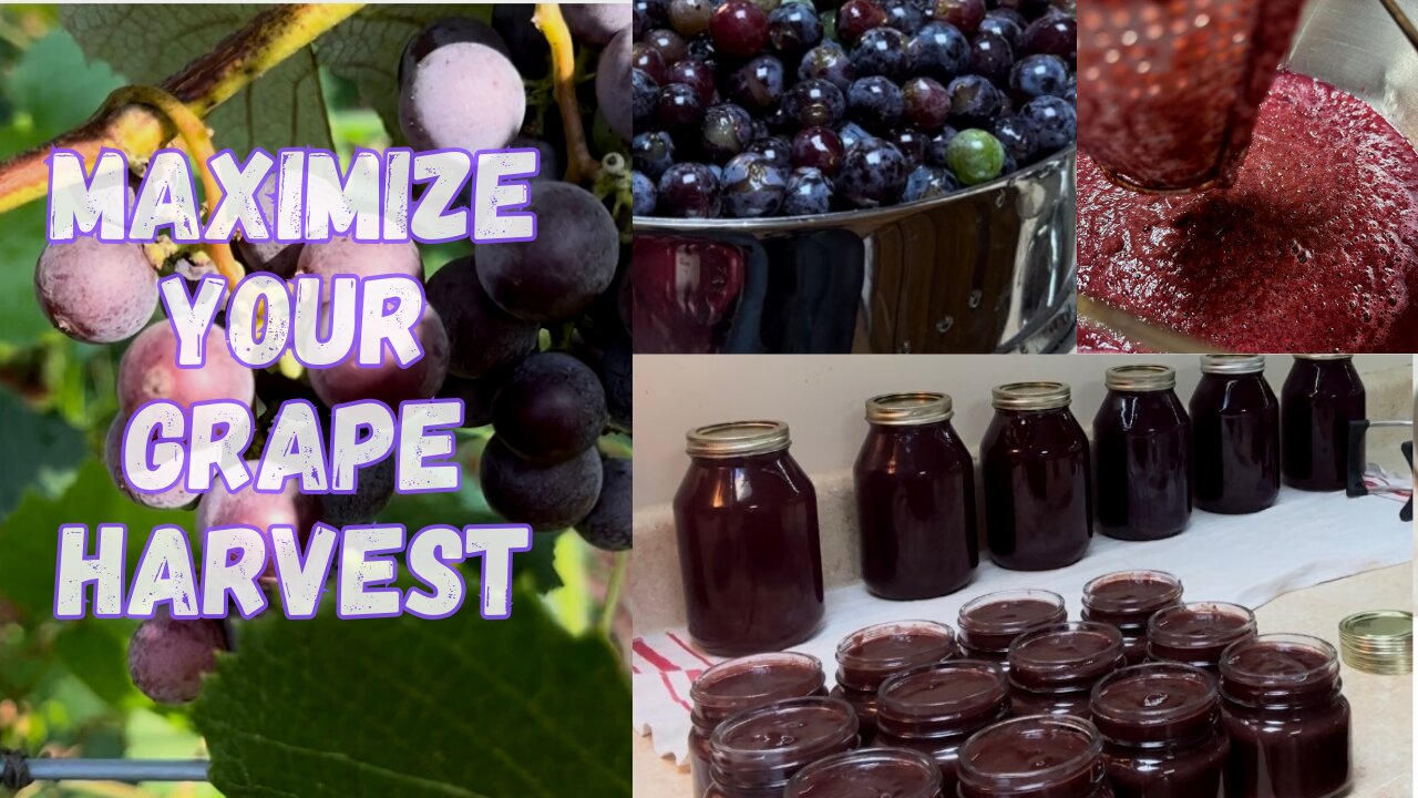 Steam Juicing Homegrown Grapes and THEN making Grape Butter and Chicken Treats?