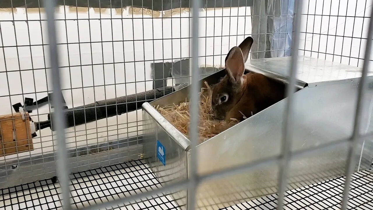 The Best Part Of Raising Meat Rabbits