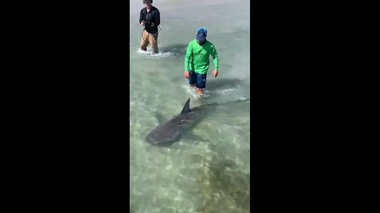 Walking_my_Pet_Shark_#Shorts