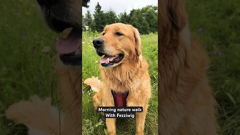 Morning nature walk with @fezziwigthedog taking in the sounds and smells #goldenretriever #pei