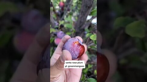 Harvesting Santa Rosa Plum #gardening #shorts #grow #viral #plum #cool #delicious