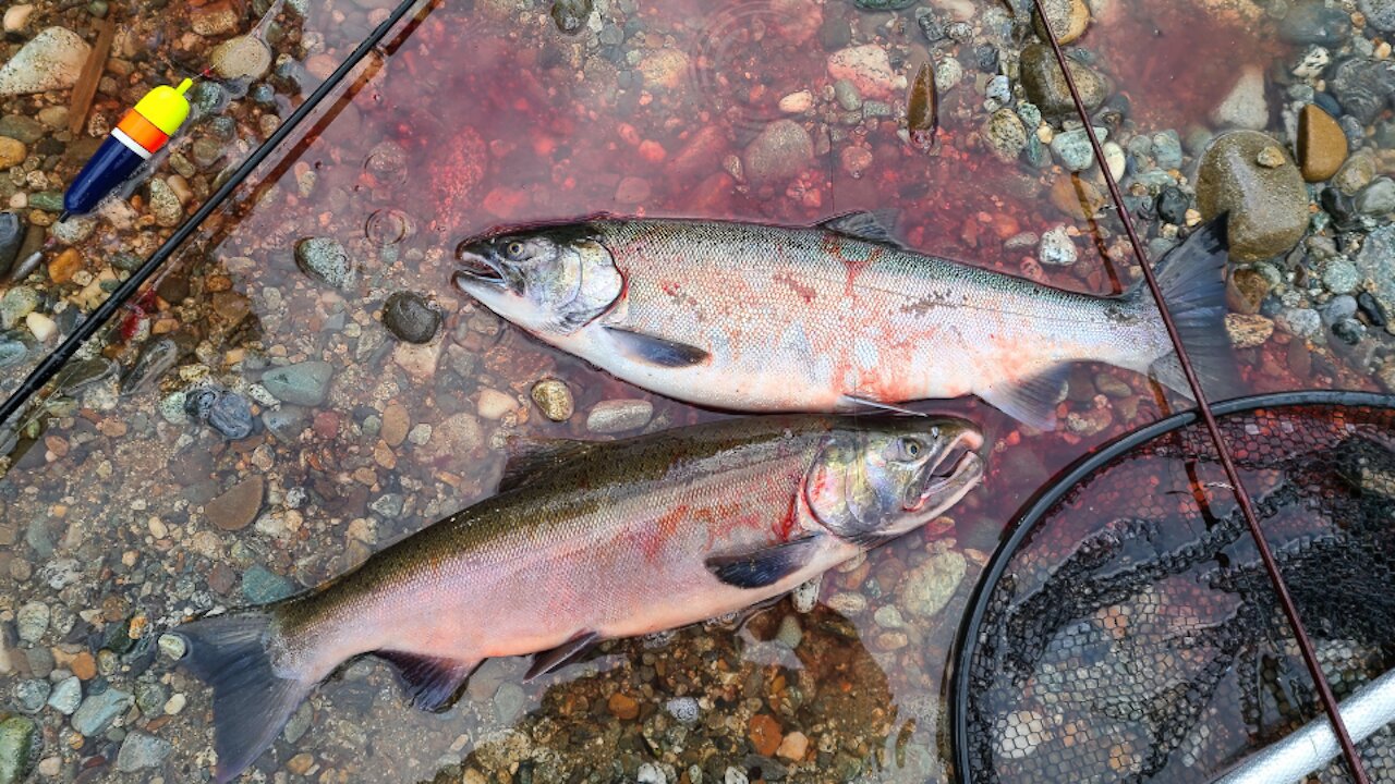 FIRST COHO (SILVER SALMON) OF 2021!!