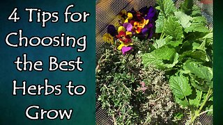 4 Tips on Choosing Which Medicinal Herbs You Should Grow