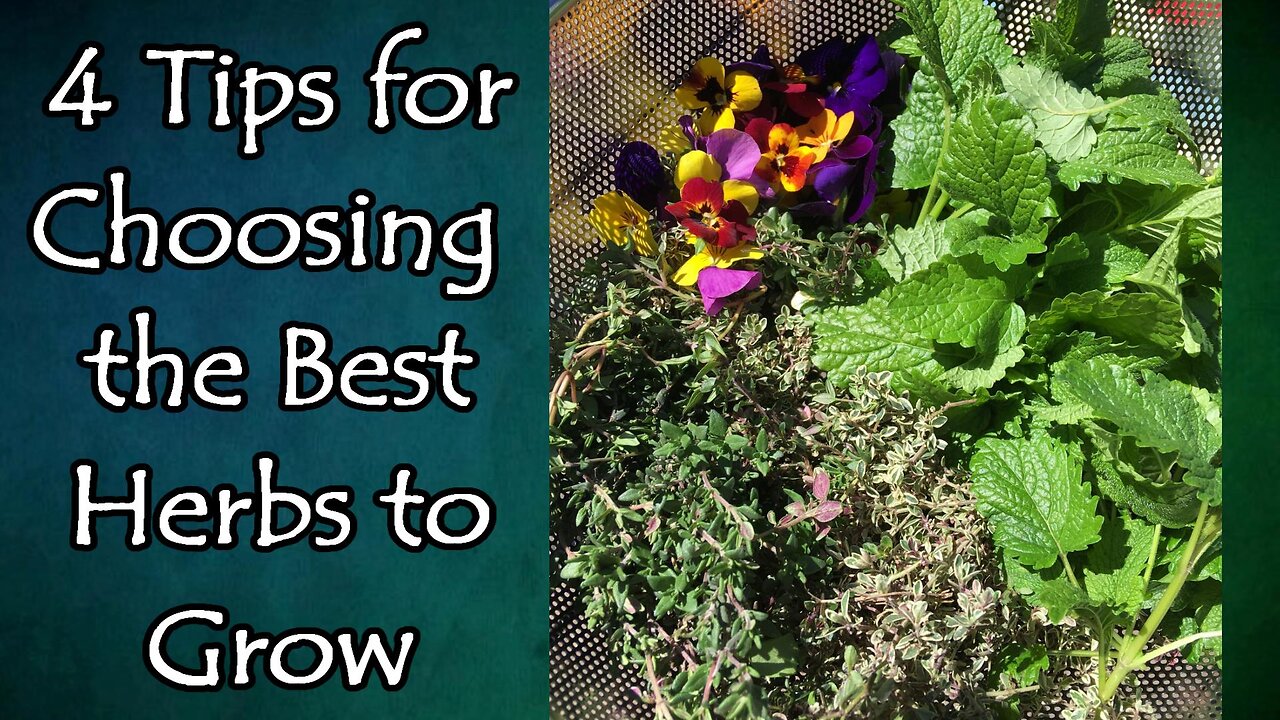 4 Tips on Choosing Which Medicinal Herbs You Should Grow