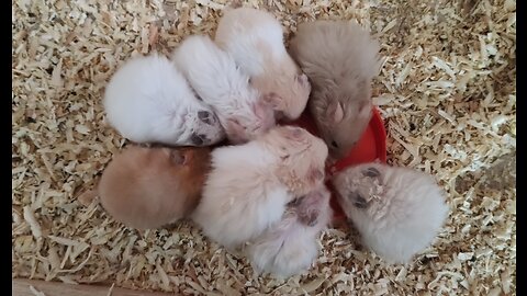 Cute Hamsters Are Having Meal Together