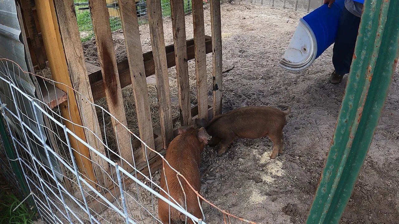 How long will this last | Modifications were need to our DIY hog trough