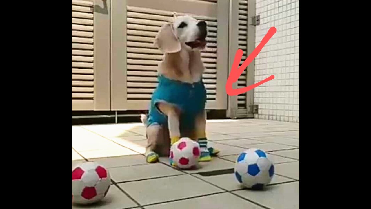 Dog Play football moments seen video #rumble viral Dog video