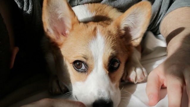 Crumpet The Corgi In Her Xmas Sweater