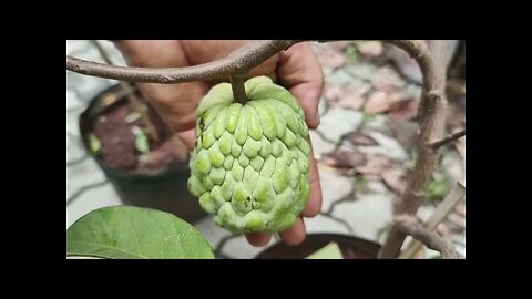 atemoia produzindo em vaso