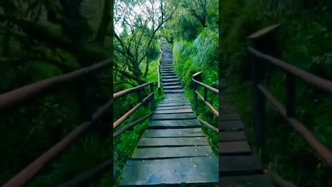 nature#woods#amazingforest#shorts
