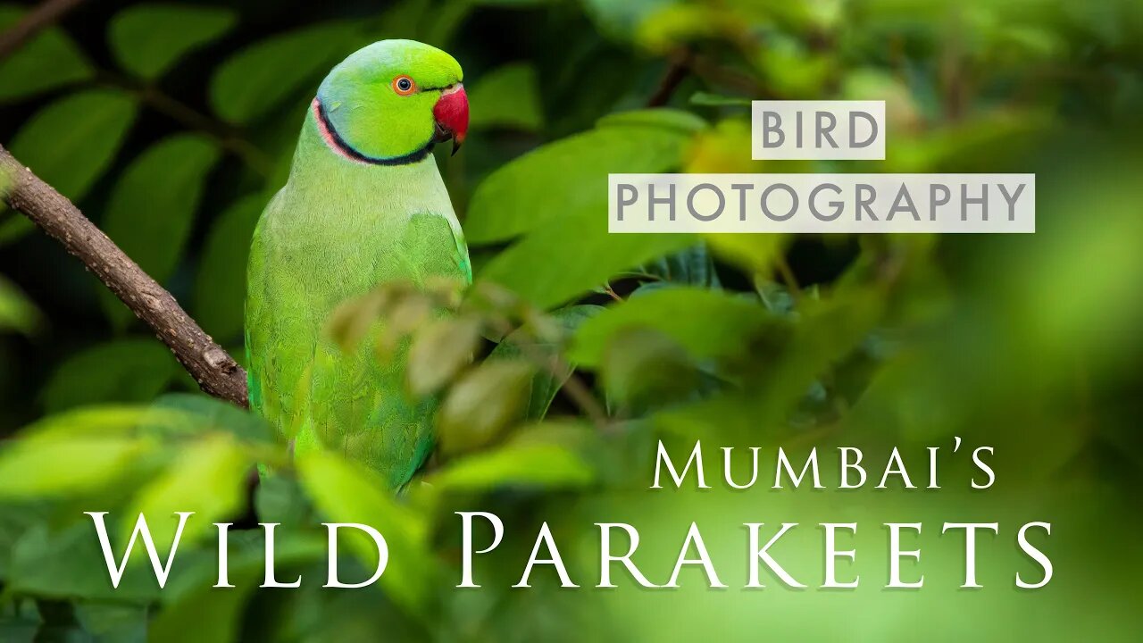 The WILD PARAKEETS of Mumbai & MORE | Urban Bird Photography