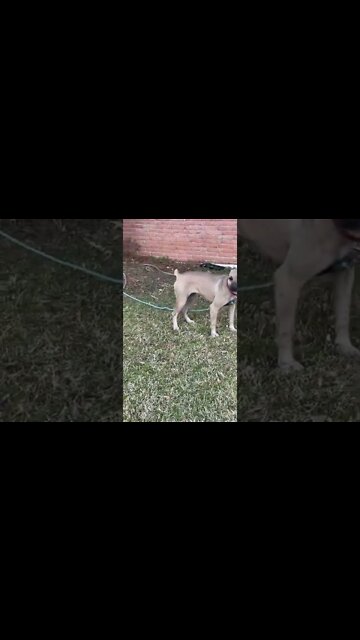 ASC’s Machete - 3 months after birthing pups. Looking good. #bandogs #catchdog #protectiondogs